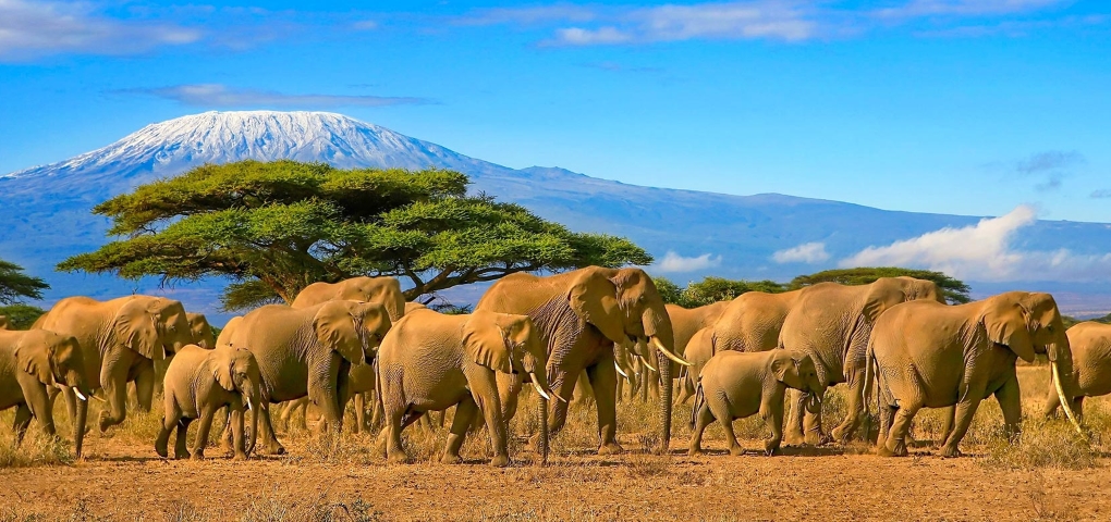 Safari Tanzani Elefanti