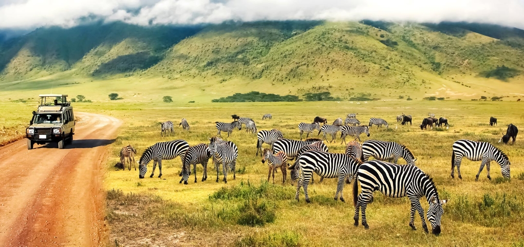 Safari Tanzani Zebre Jeep