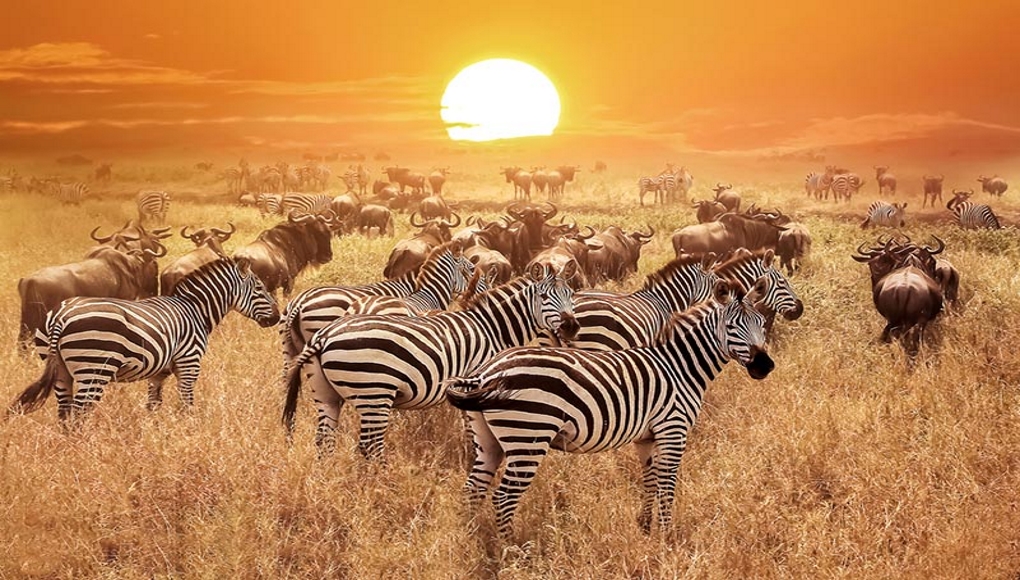Safari Tanzani Zebre
