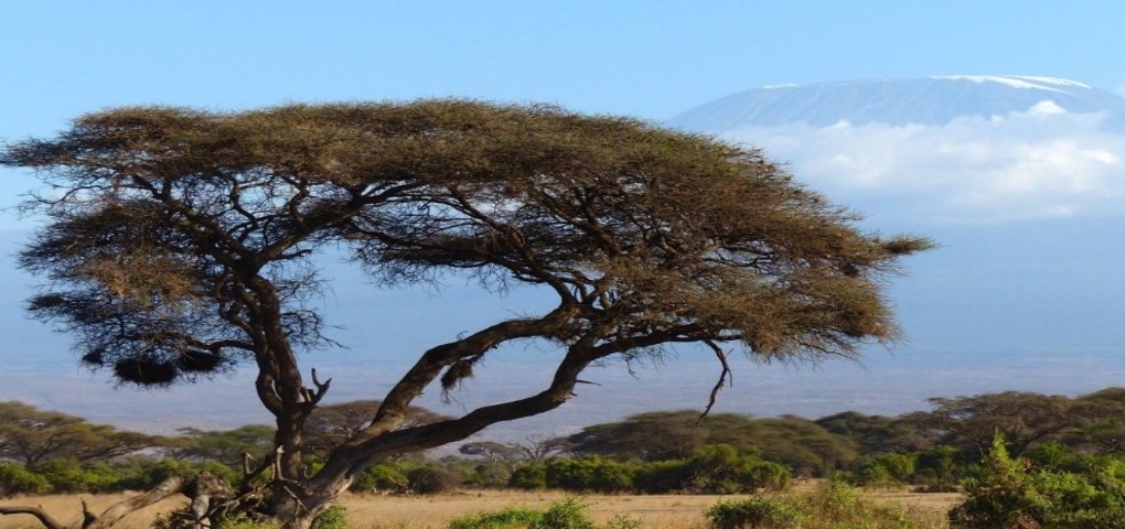 Safari Kenya Savana