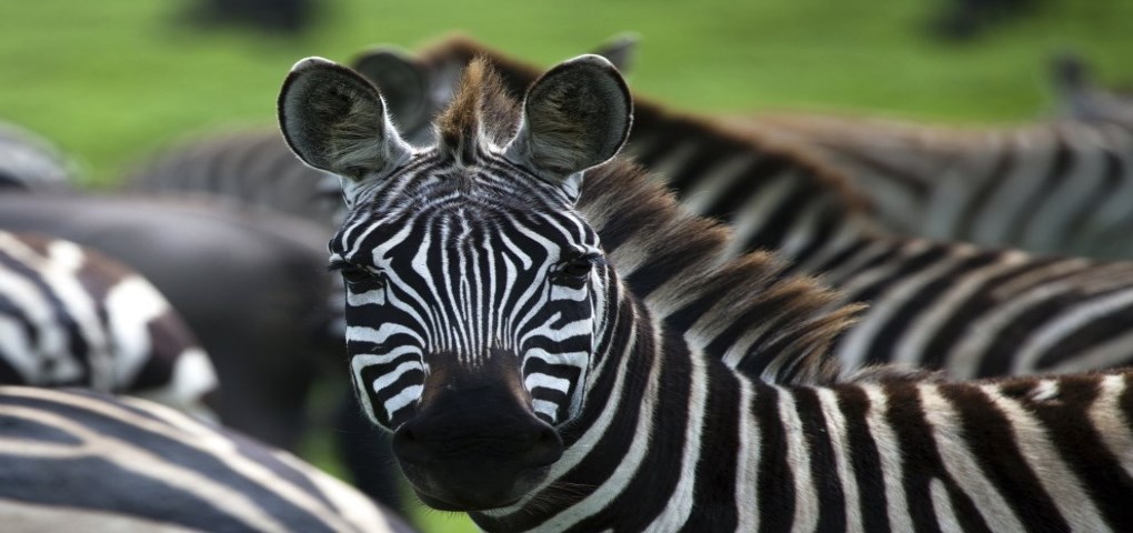 Safari Kenya Zebra